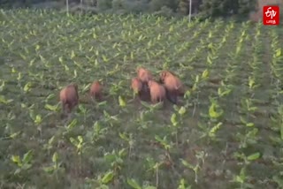 காட்டு யானைகளை ட்ரோன் மூலம் கண்காணித்த வனத்துறையினர்