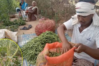 ଗୁଆଁର ଚାଷ ଦେଇଛି ଚାଷୀଙ୍କୁ ସ୍ୱତନ୍ତ୍ର ପରିଚୟ, ହେଲେ ସଠିକ ଦର ପାଉନି ଚାଷୀ