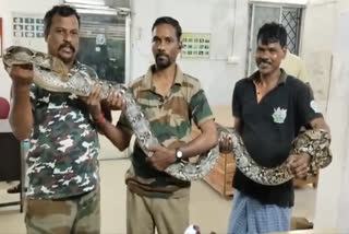 malaysian-python-was-caught-in-the-chennai-iit-campus