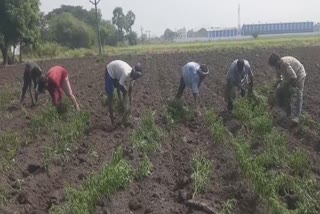 locust_pest_of_chilli_garden