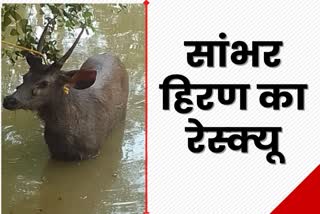 Sambar deer rescued by forest department in Chaibasa