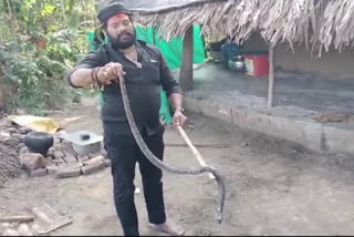 mummidivaram_village_lo_snake