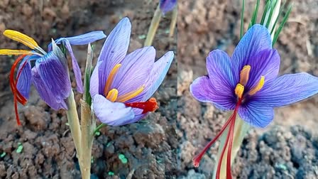 Saffron Cultivation Kanthalloor  Saffron  Saffron Cultivation  കാന്തല്ലൂർ കുങ്കുമപ്പൂ കൃഷി  കുങ്കുമപ്പൂ കൃഷി  കുങ്കുമ പൂ  കുങ്കുമപ്പൂ കൃഷി ഇടുക്കി  ബാപ്പുജി കൃഷി വിജ്ഞാന കേന്ദ്രം  Saffron Cultivation idukki