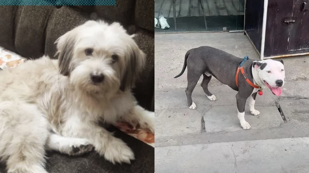 INDORE DOG THEFT