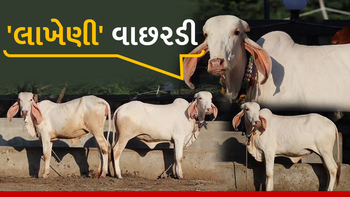 8 લાખ 51 હજારની વેંચાઈ વાછરડી