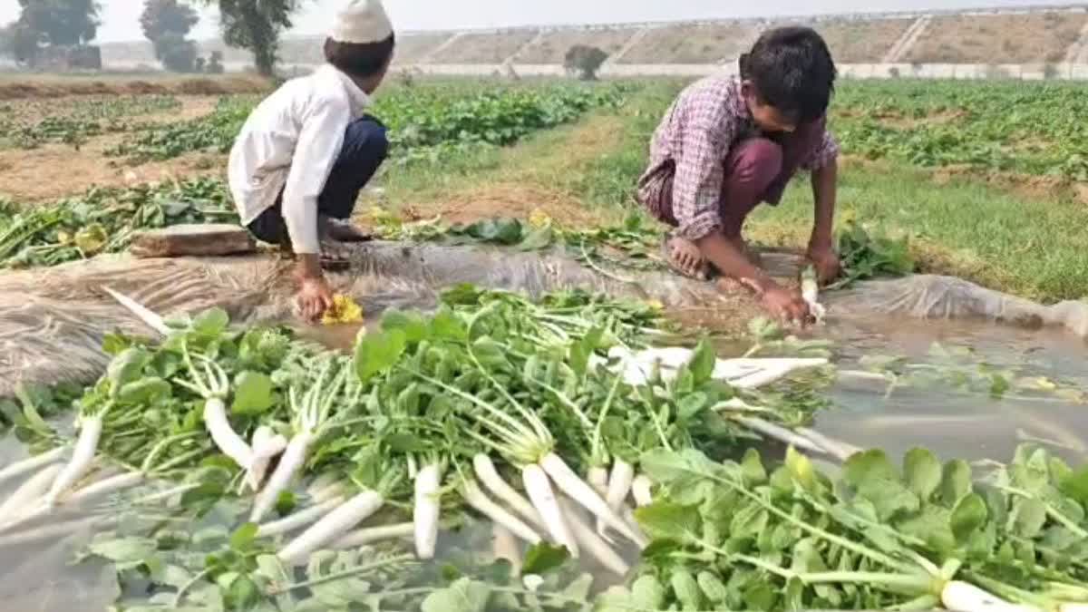 Radish cultivation in Nuh