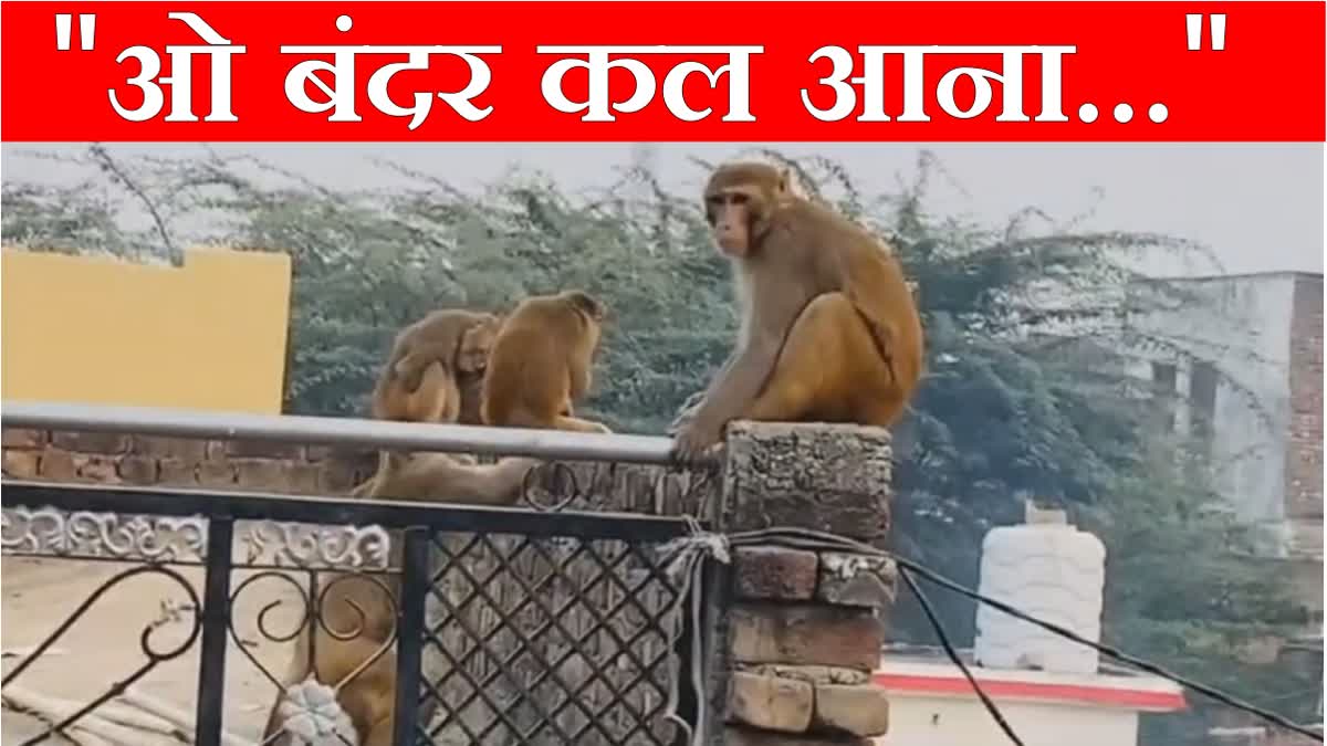 Monkey terror in Sudaka village of Nuh Mewat Haryana