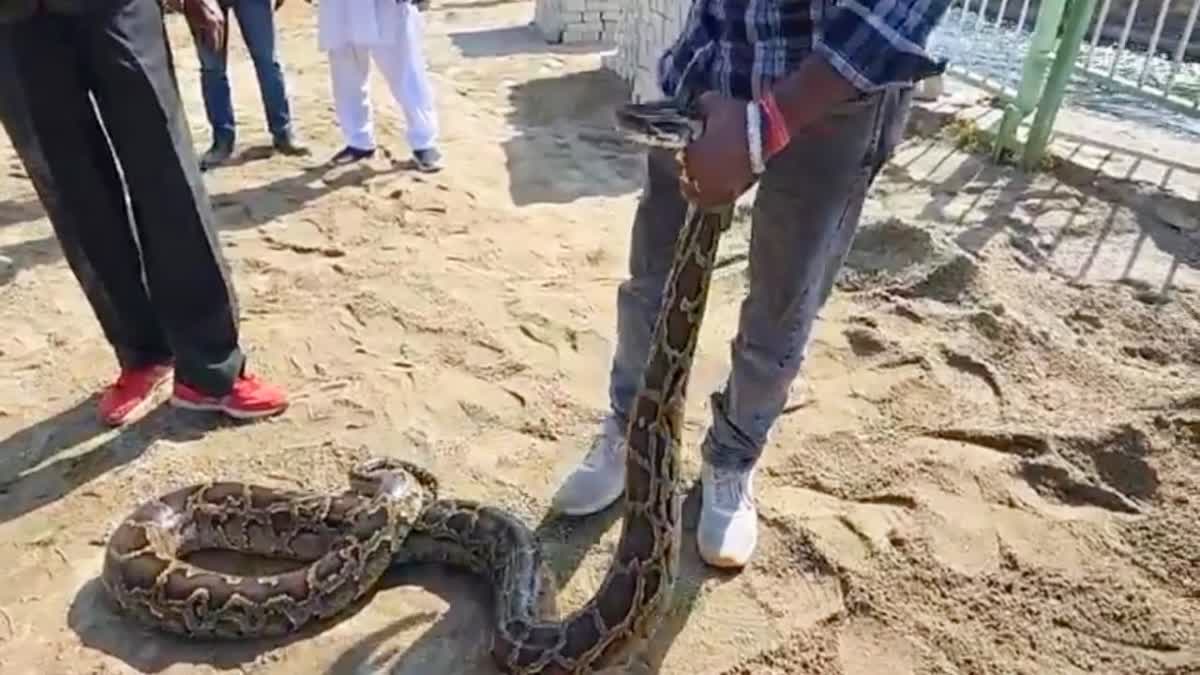 PYTHON IN RAMNAGAR