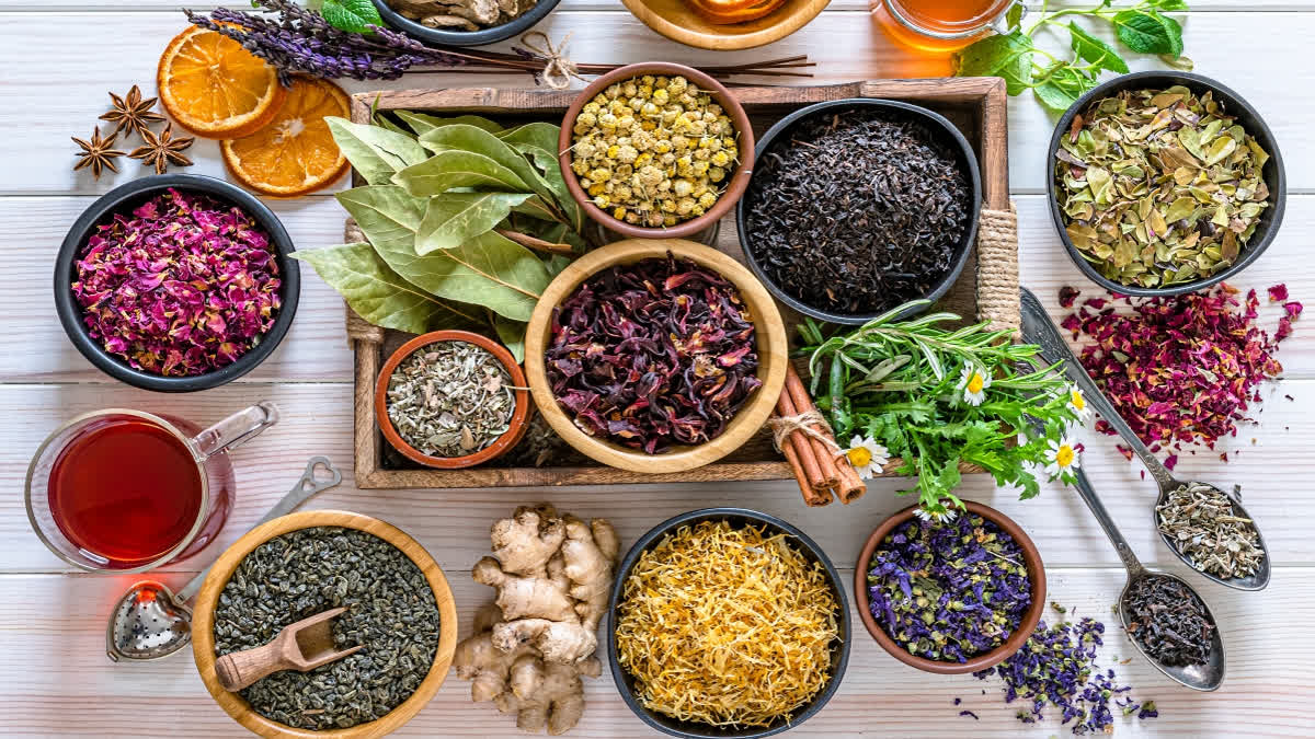 Celebrating Naturopathy Day: A Tribute To Drugless Healing And Holistic Wellness