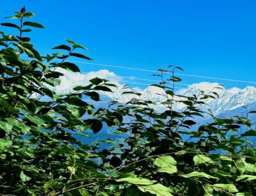 Promoting local vegetation in forest