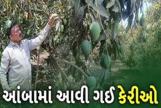 ગીર વિસ્તારના આંબા પર આવી ગઈ કેસર કેરીઓ