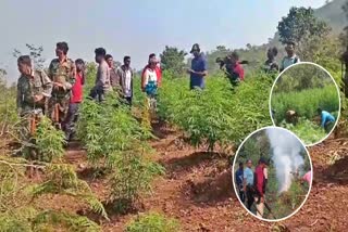 Police Found illegal Ganja Plantation in 15 acres