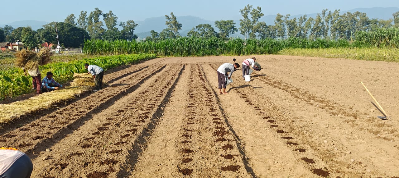 Agricultural University Palampur Advisory for agricultural work