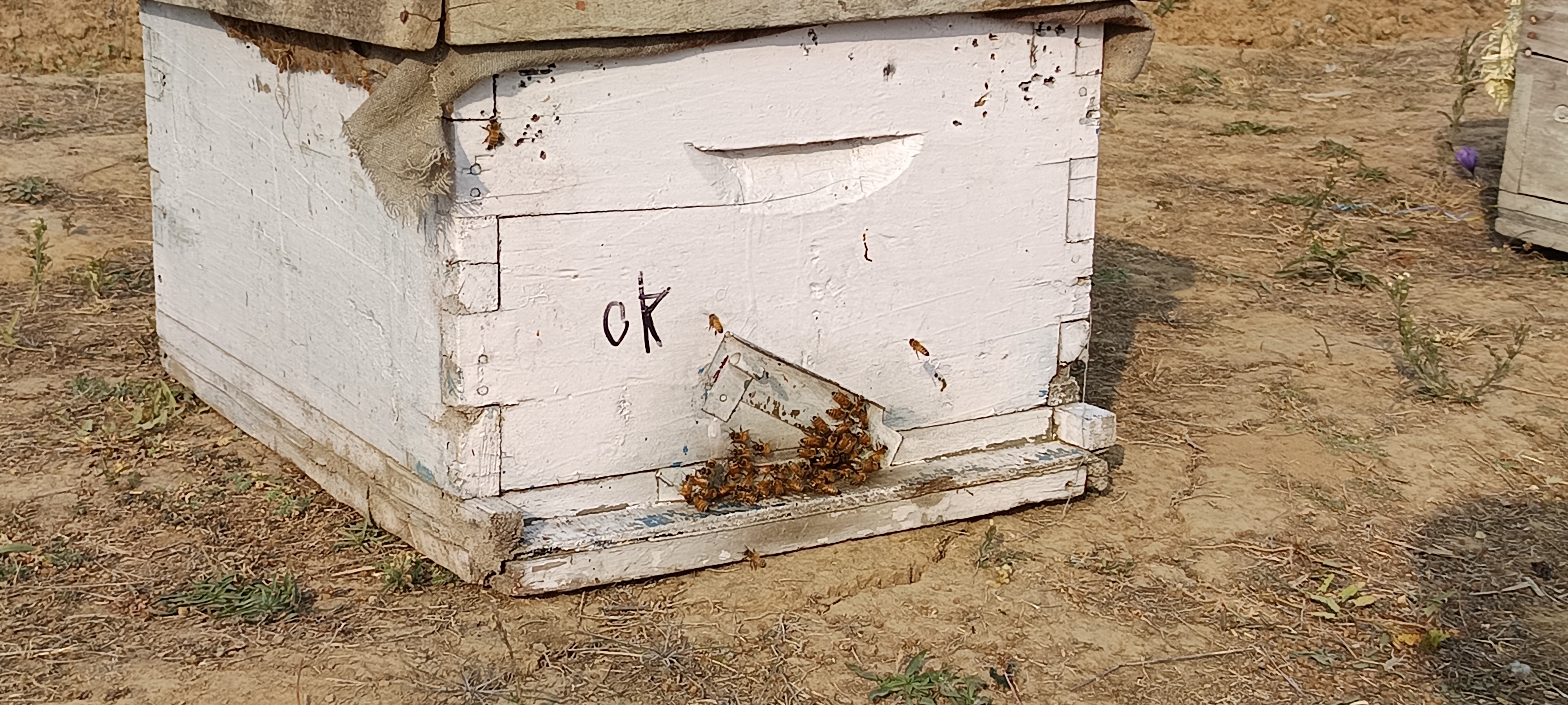 A bee colony in saffron fields in Pulwama, Jammu and Kashmir owned by Sania Zehra