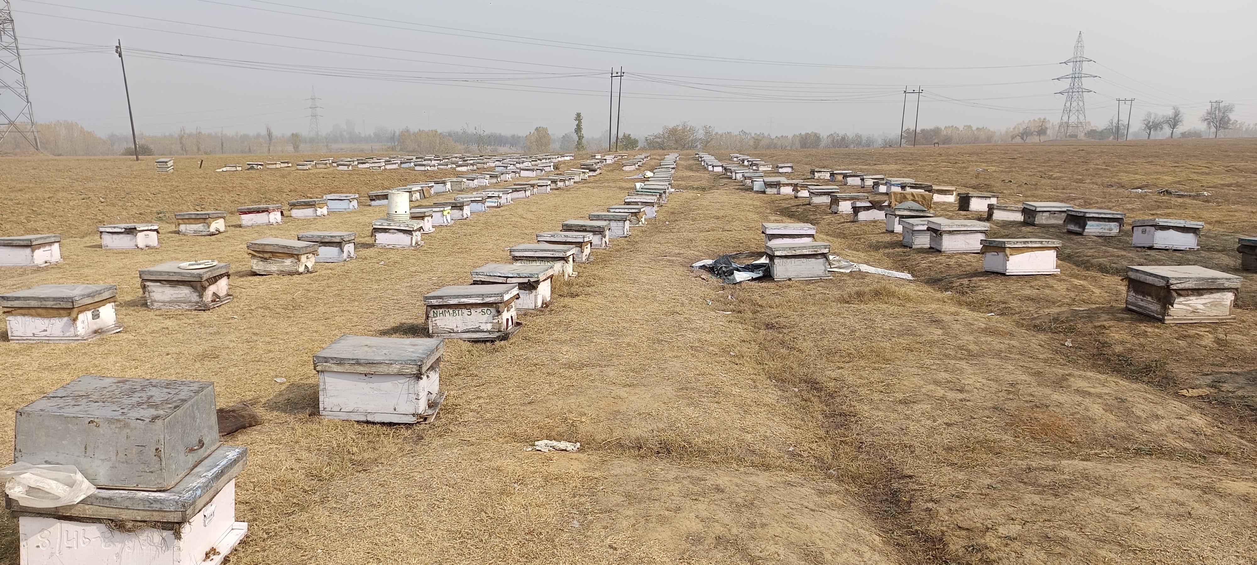 Bee colonies in the saffron fields of Pulwama, Jammu and Kashmir owned by beekeeper Sania Zehra