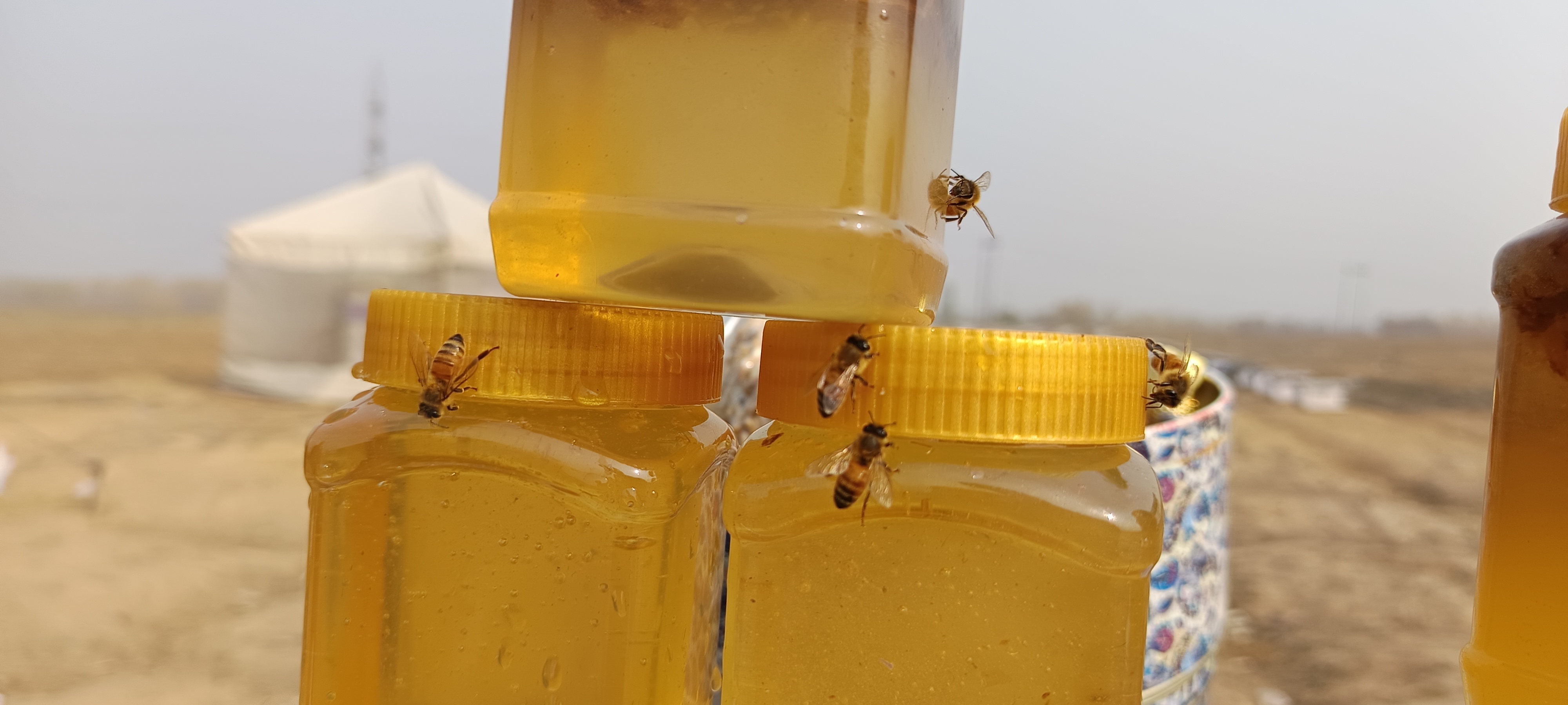 Honey bottles on display in saffron fields in Pulwama, Jammu and Kashmir extracted by beekeeper Sania Zehra