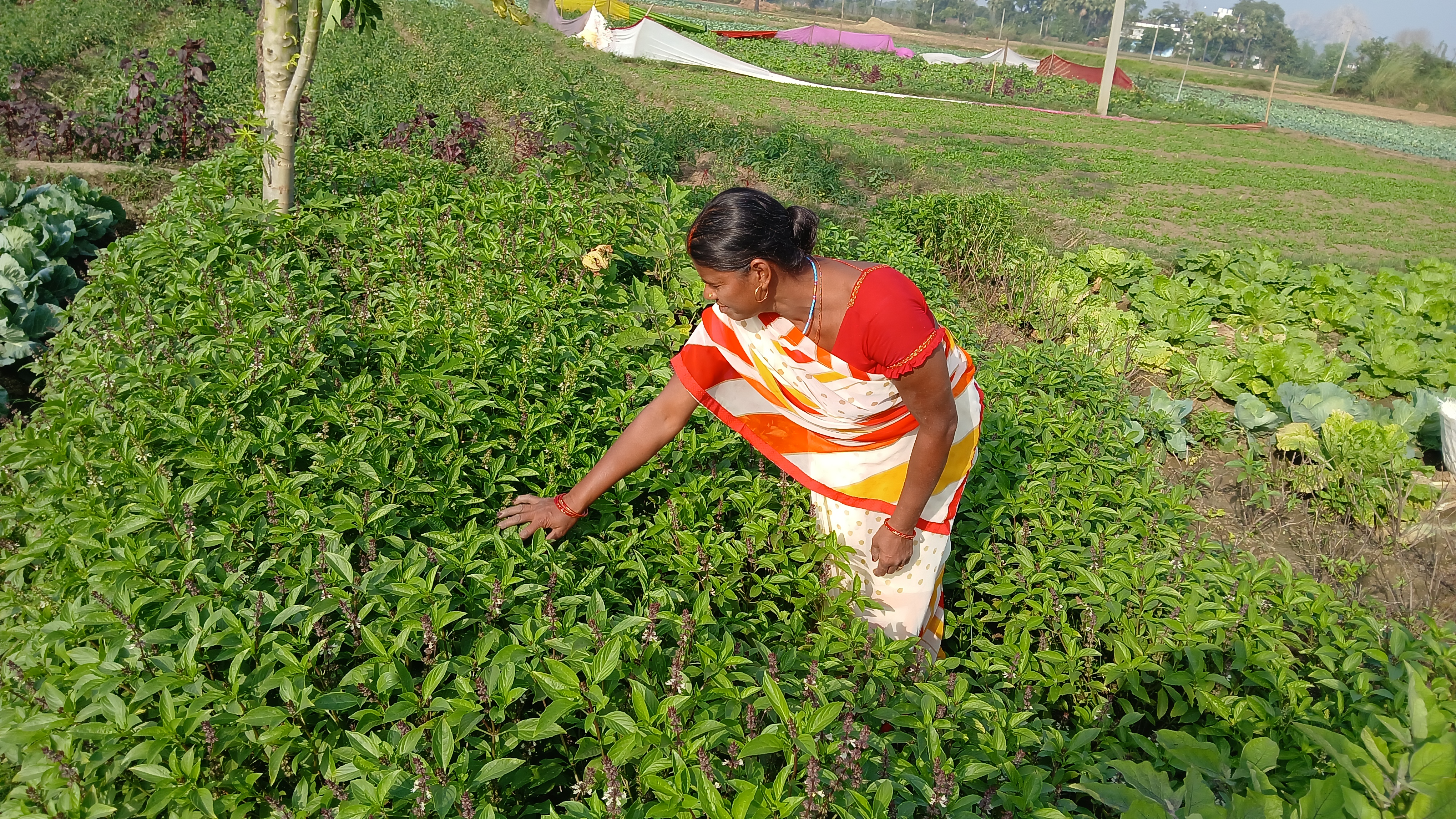 Thai Basil Farming