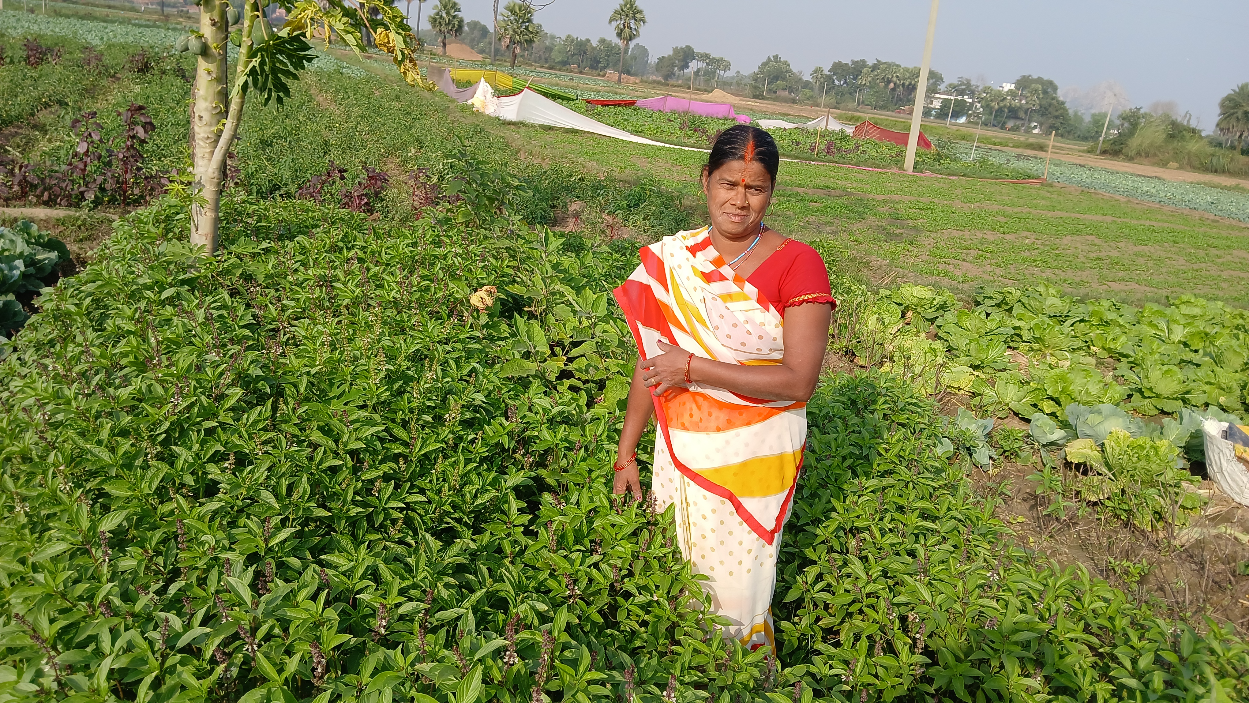 Thai Basil Farming