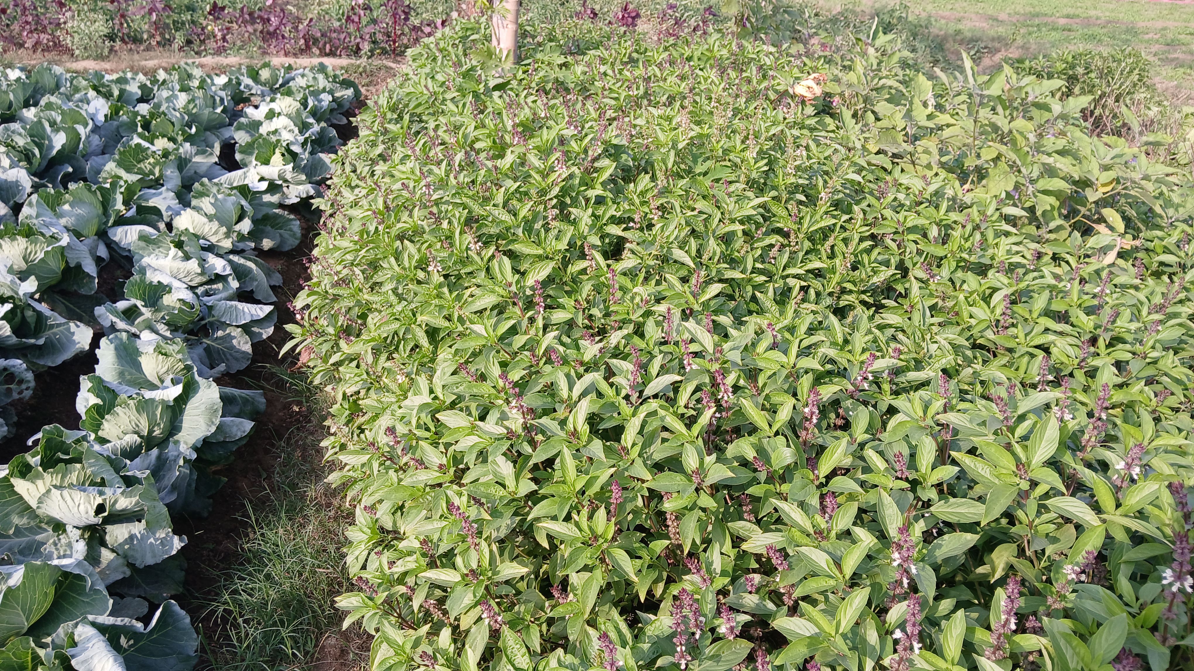 Thai Basil Farming