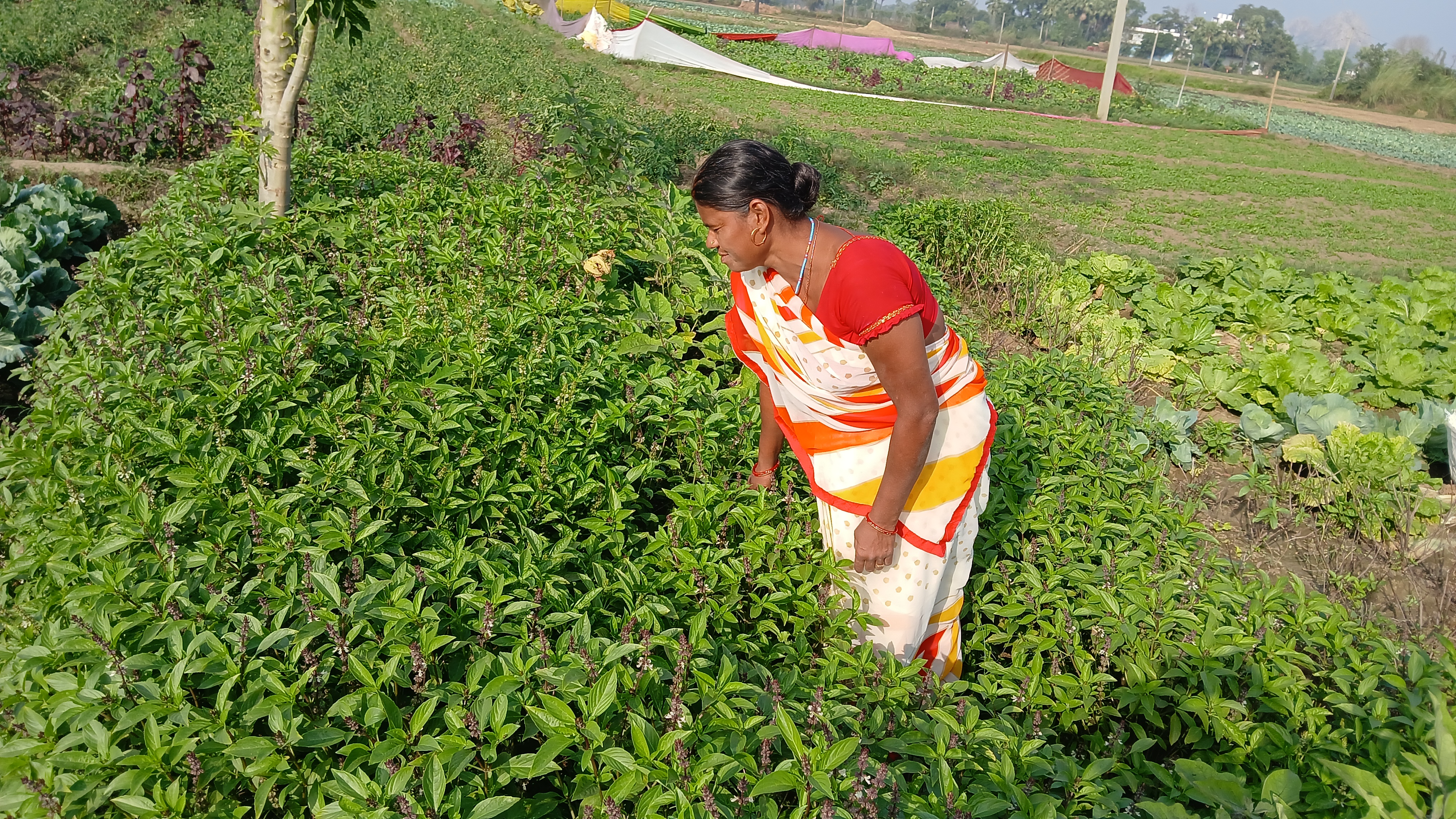 Thai Basil Farming