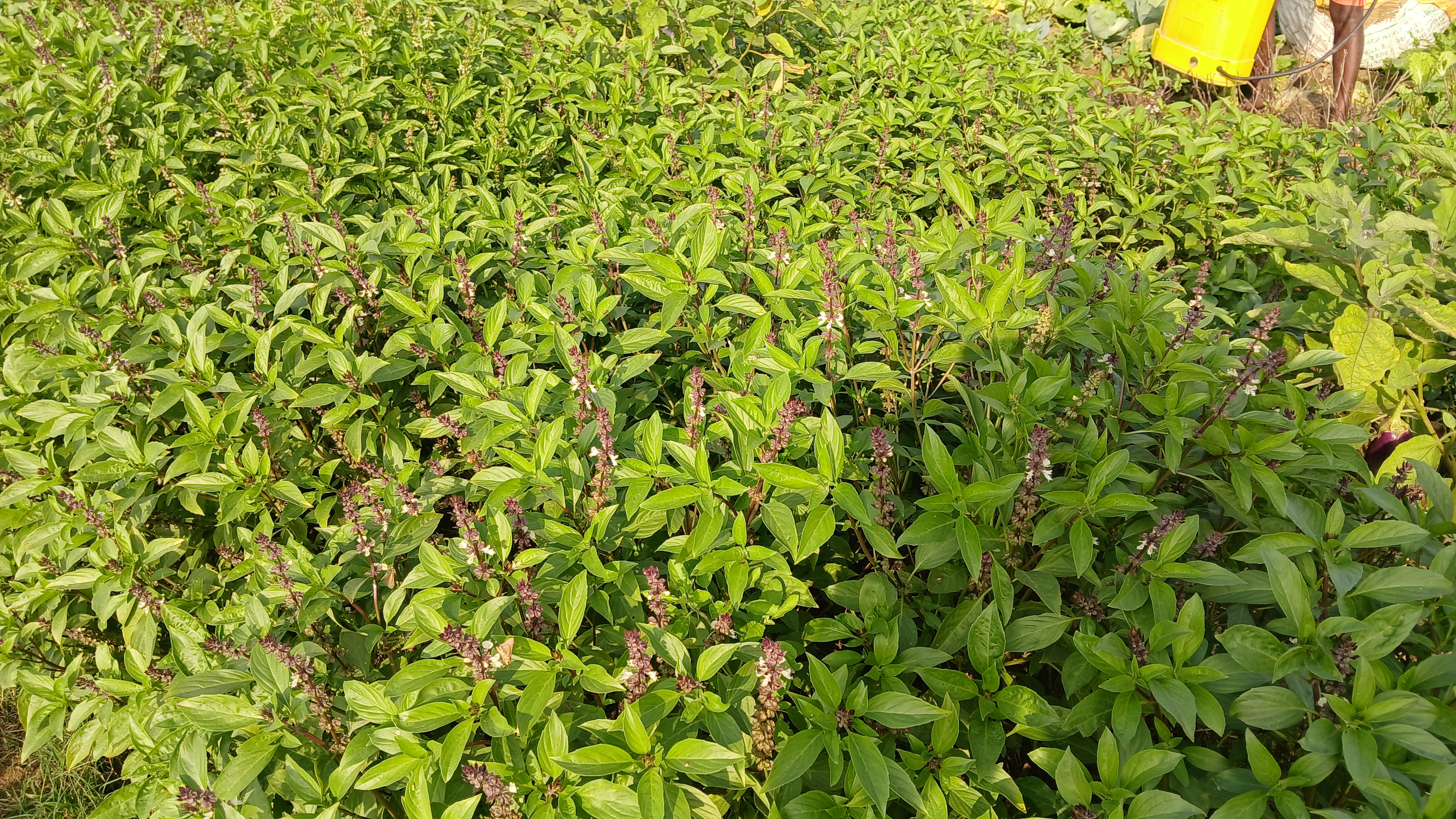 Thai Basil Farming