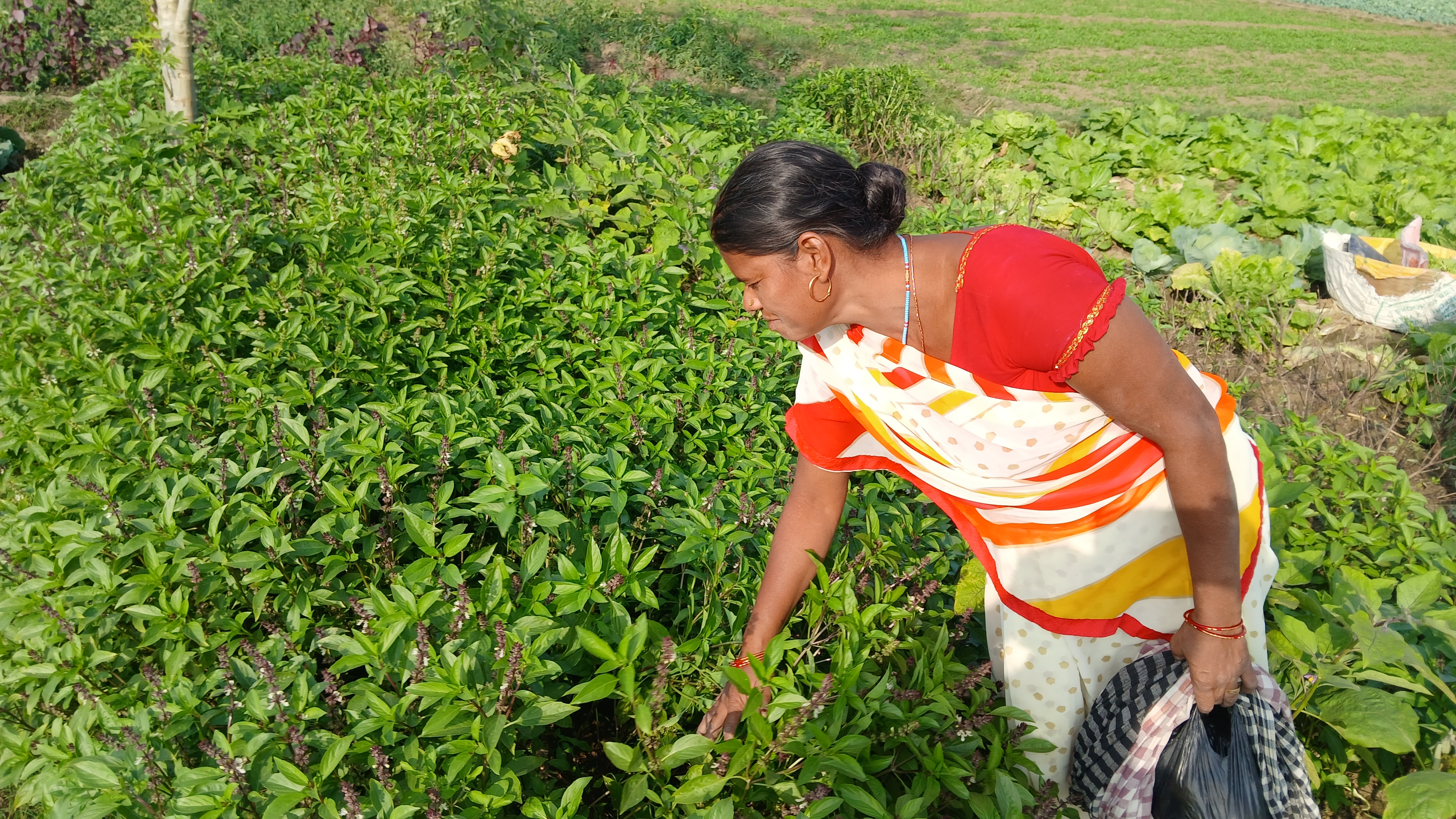 Thai Basil Farming