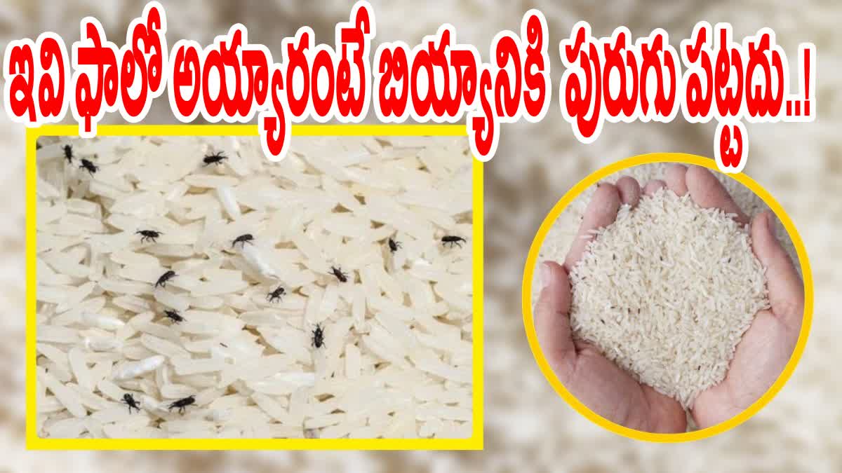 Best Tips to Get Rid of  Worms in Rice