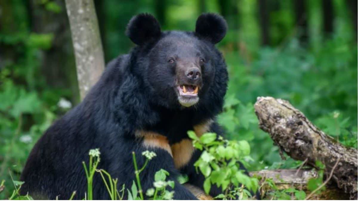 Bear attack in Gaurela Pendra Marwahi