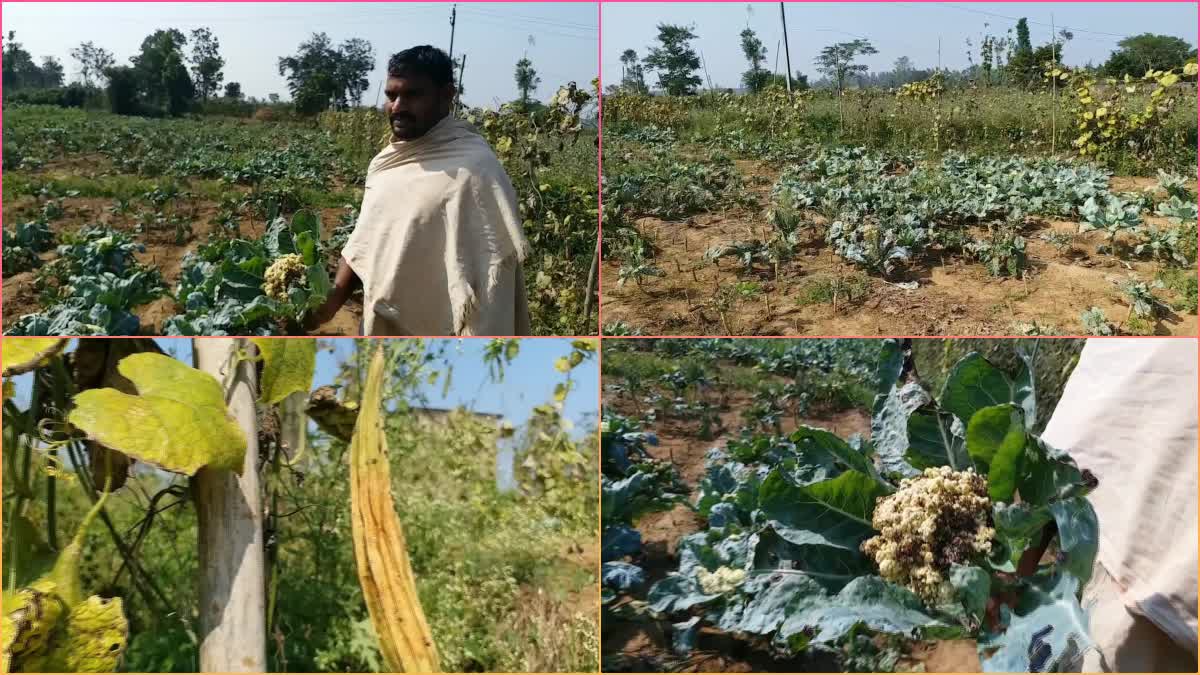 farmers_lost_their_vegetable_crops_in_michaung_cyclone_effect