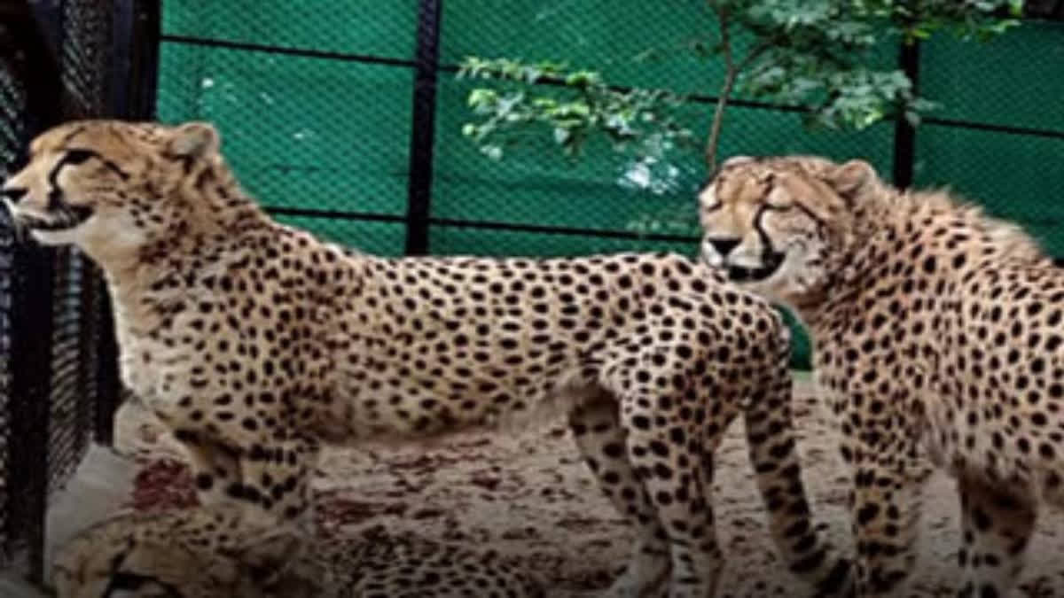 MP: Two cheetahs released in tourist zone of Kuno National Park