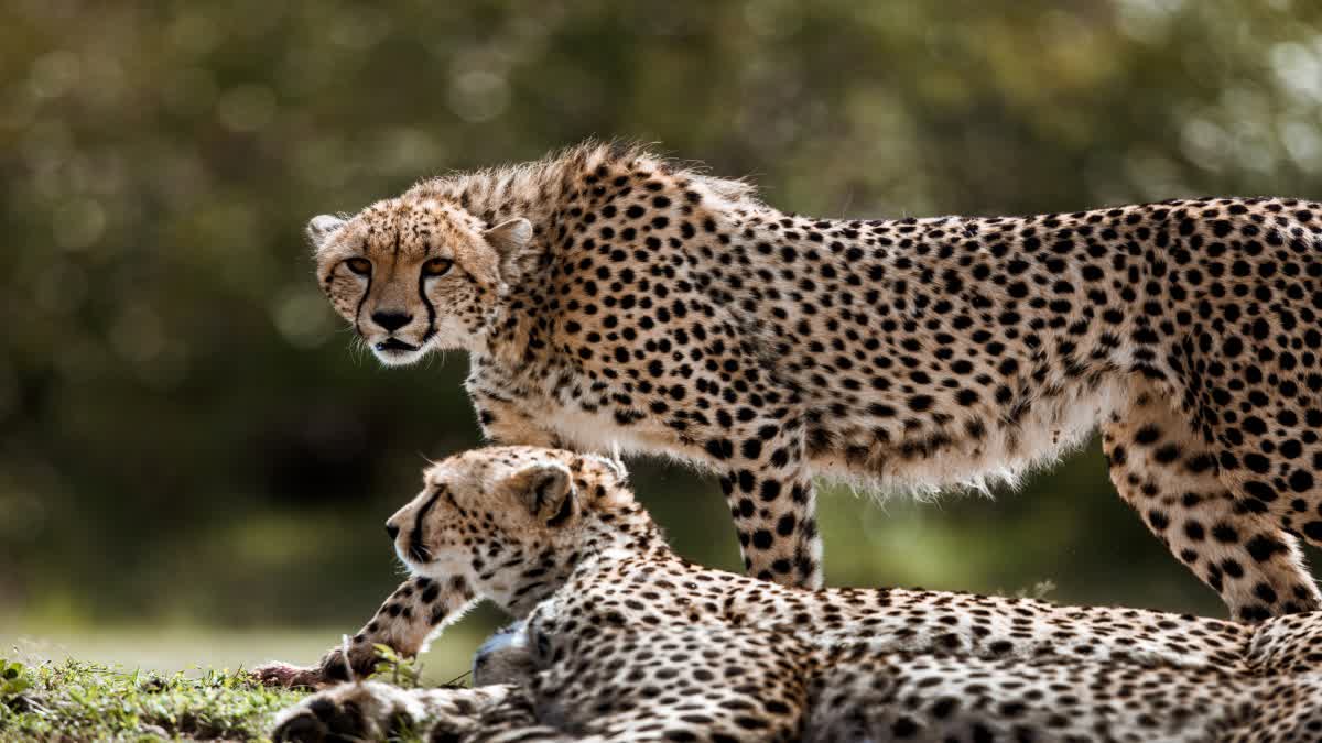 Two cheetahs released in tourist zone