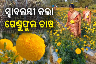 ଆସିବାସୀ ମହିଳାଙ୍କୁ ସ୍ୱାବଲମ୍ବୀ କରୁଛି ଗେଣ୍ଡୁଫୁଲ ଚାଷ