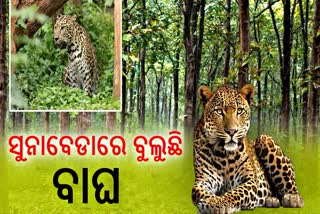 ସୁନାବେଡାରେ କଲରାପତରିଆ ବାଘ ଆତଙ୍କ