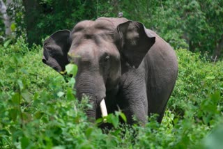 Elephant_Attack_on_Farmer_in_Chittoor_District