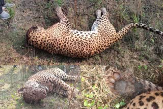 Leopard killed in Amravati