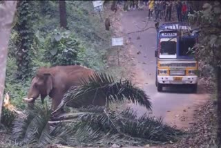 Wild Elephant kattappa at Athirappilly Thrissur  Wild Elephant kattappa  Wild Elephant kattappa blocks road  Wild Elephant  Wild Elephant presence at Athirappilly  kattappa blocks road near check post Athirappilly  ഏഴാറ്റുമുഖം ചെക്ക് പോസ്റ്റിന് സമീപം കാട്ടാന  അതിരപ്പിള്ളി ഏഴാറ്റുമുഖം ചെക്ക് പോസ്റ്റിൽ കാട്ടാന  വഴി തടഞ്ഞ് കാട്ടാന കട്ടപ്പ  കാട്ടാന കട്ടപ്പ  കാട്ടാന ശല്യം  കാട്ടാന ആക്രമണം  Wild Elephant attack