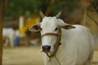 30 kg of plastic from cows stomach  doctors removed 30 kg of plastic from cows stomach  Animal husbandry department  plastic in cows stomach  പശുവിന്‍റെ വയറ്റിൽ പ്ലാസ്റ്റിക്ക്‌  മൃഗസംരക്ഷണ വകുപ്പ്‌  plastic  Veterinary Hospital  plastic that was toxic to the environment  cow eaten plastic