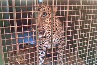 leopard-fell-into-cage-in-mysuru