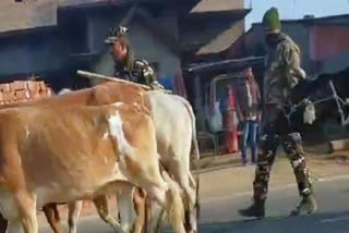 बेतिया पशु तस्करी