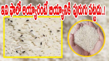 Best Tips to Get Rid of  Worms in Rice