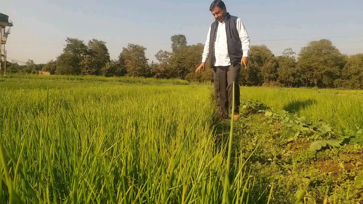 Vikasnagar onion plants