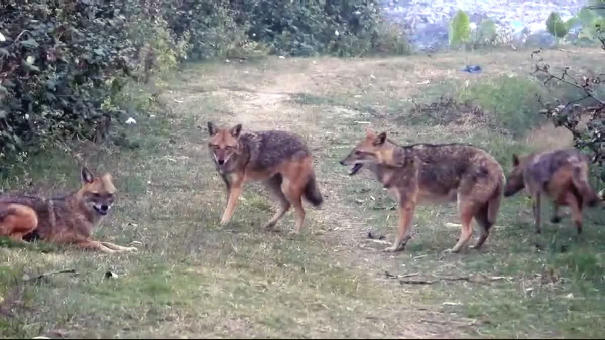 FOXES ATTACK VILLAGERS