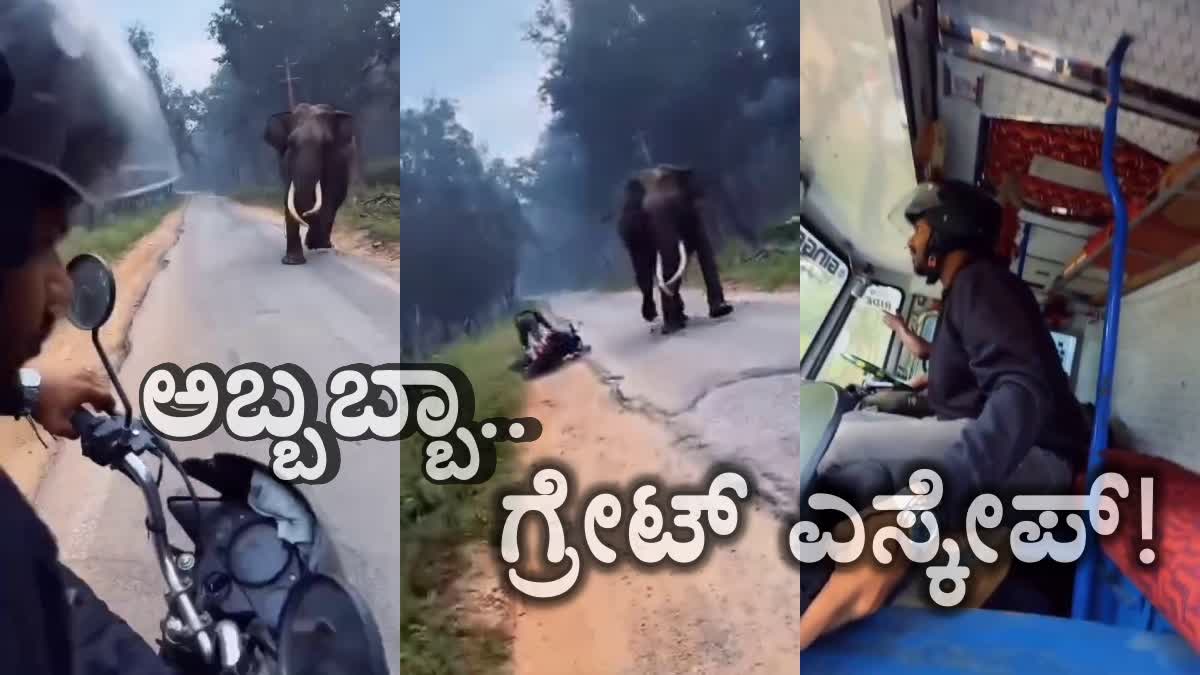 wild elephant attack