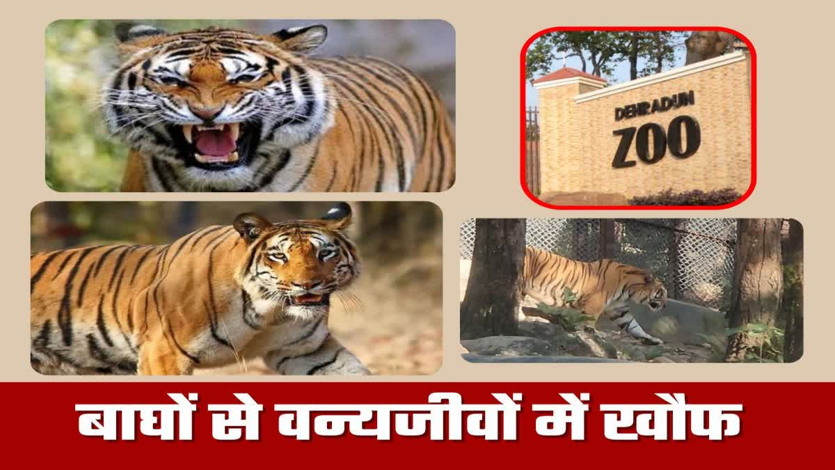 Dehradun Zoo