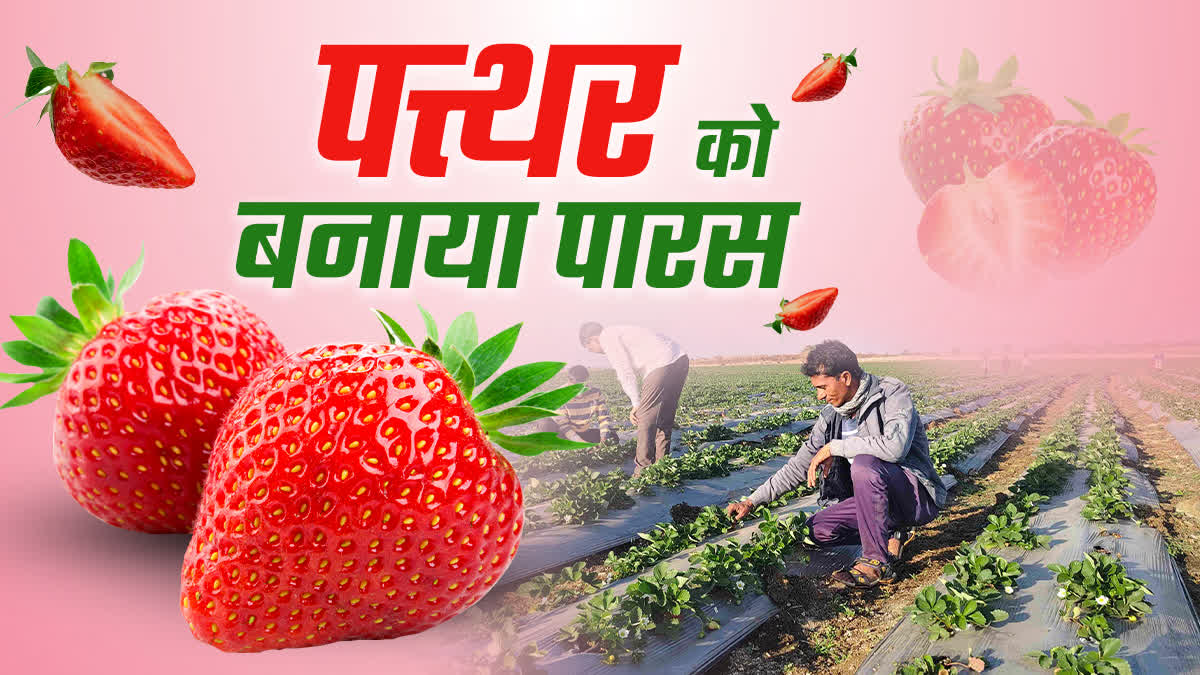 CHHINDWARA STRAWBERRY FARMING