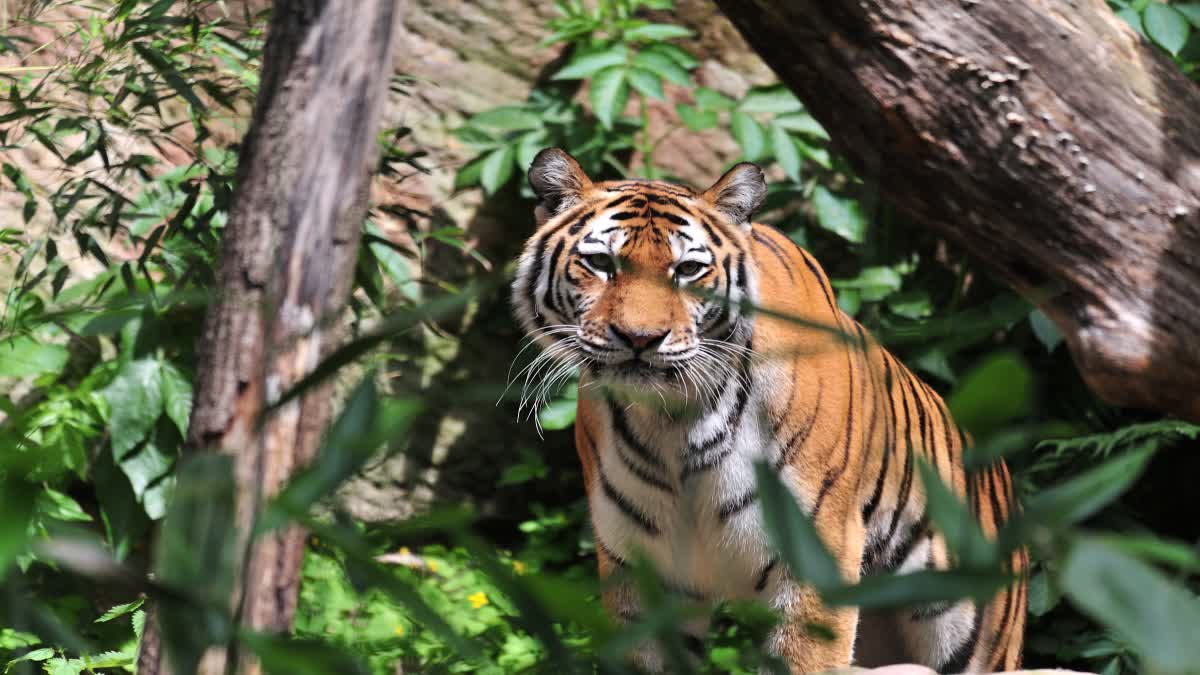 SHAHDOL TIGER SEEN KESHWAHI RANGE