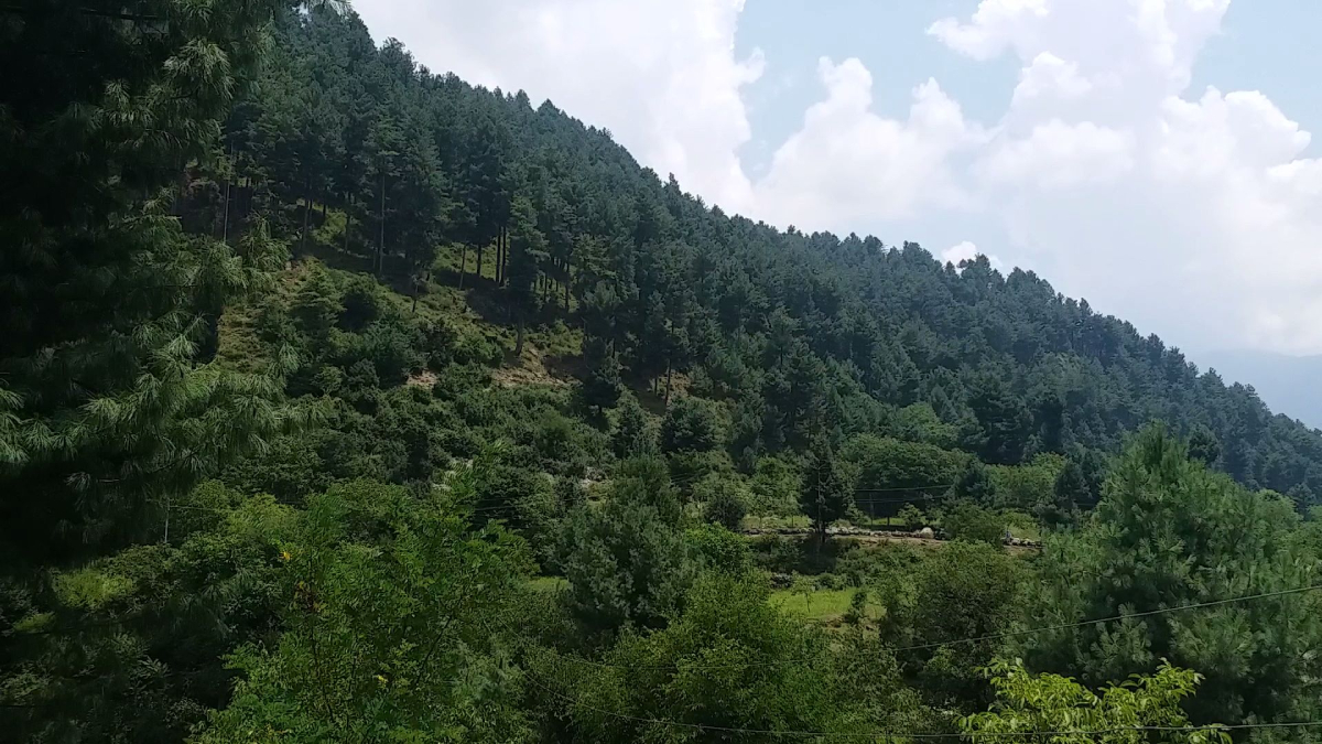 Forest Rights Act In Jammu And Kashmir: Hoopla Over, Reality Sinks In Four Years Later