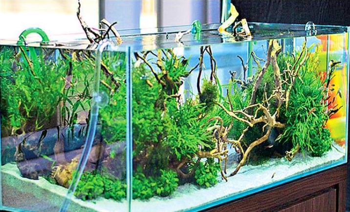 Aquarium Demand Increasing in Hyderabad Real Estate