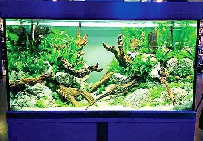 Aquarium Demand Increasing in Hyderabad Real Estate