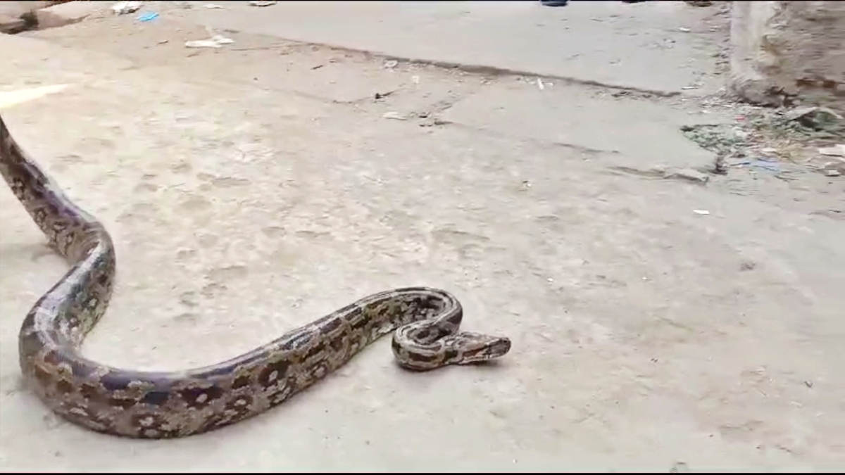 PYTHON IN ROHTAS